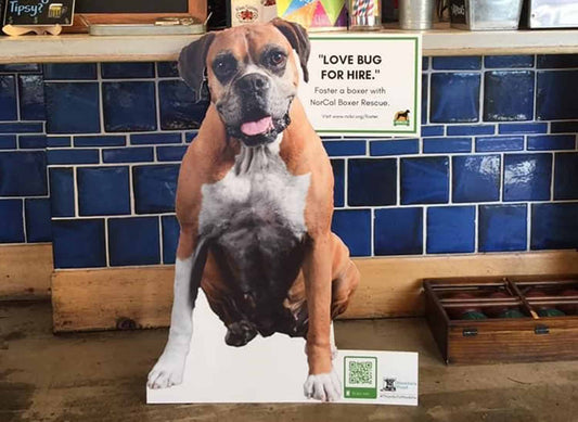 Customer Spotlight: Norcal Boxer Rescue