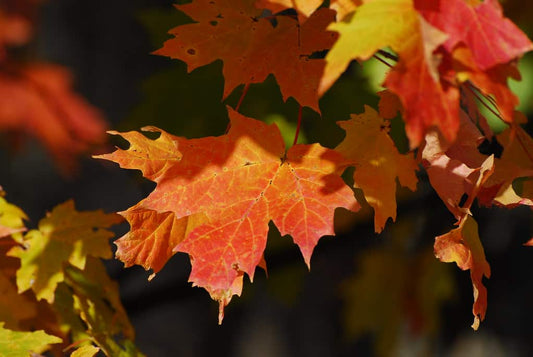 Fun Outdoor Fall Activities to Do in Your Backyard