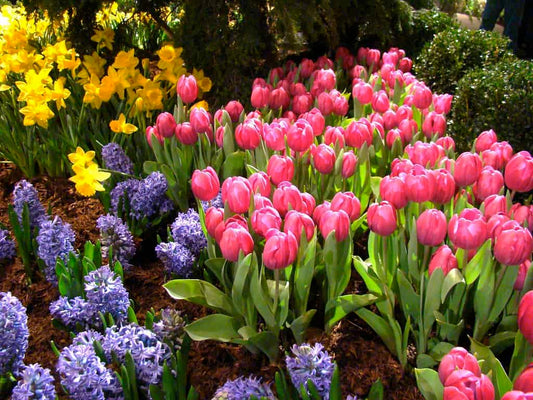 Wall Murals for Early Spring Escapes
