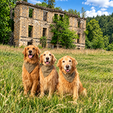 Life-Size Pet Standees