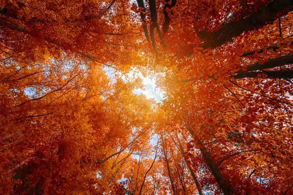 Autumn Forest Wall Mural
