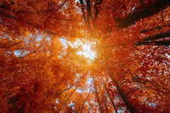 Autumn Forest Wall Mural