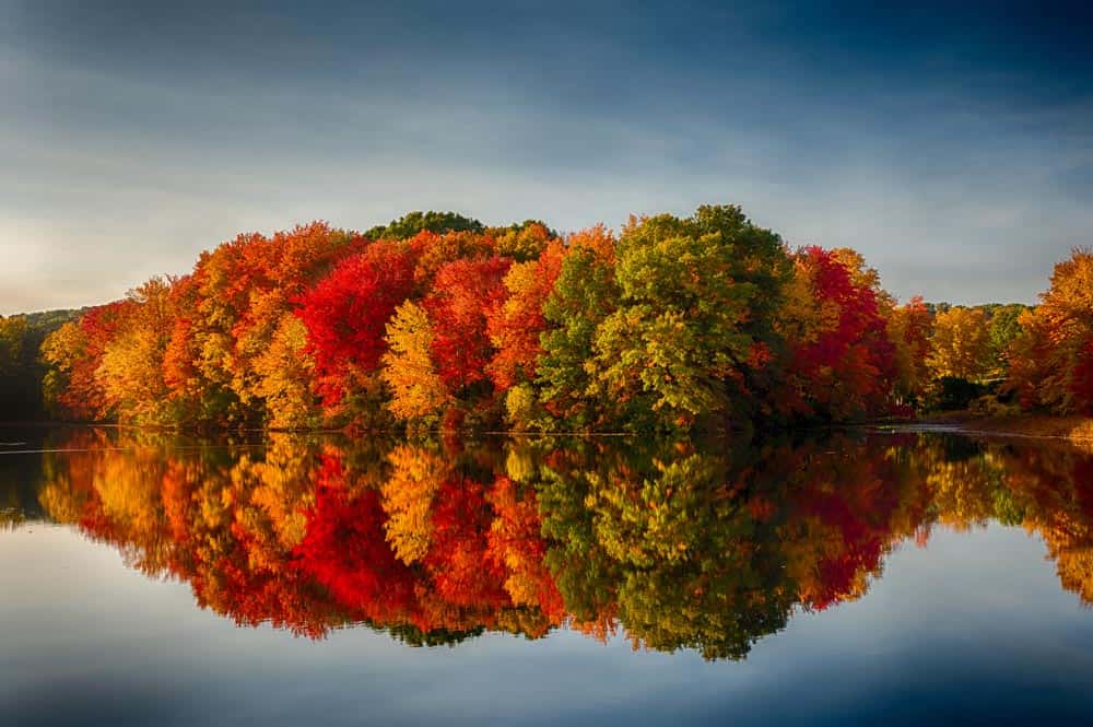 Autumn Trees Wall Mural