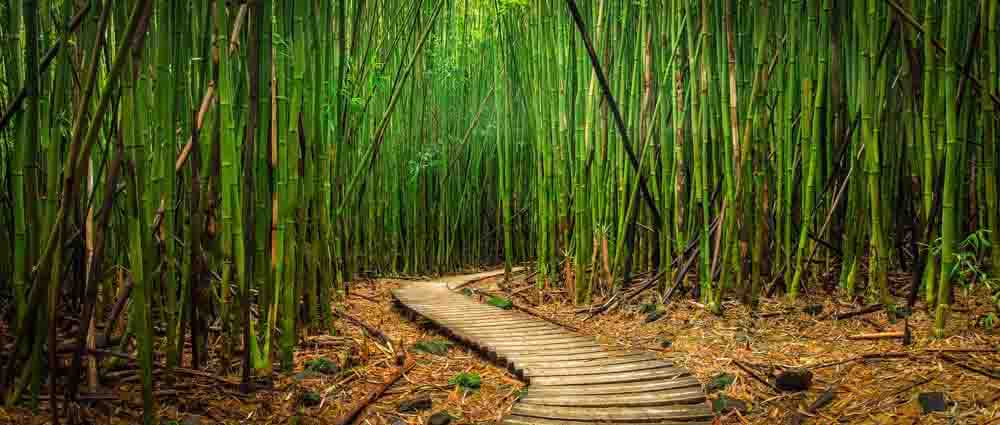 Bamboo Path Wall Mural