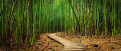 Bamboo Path Wall Mural