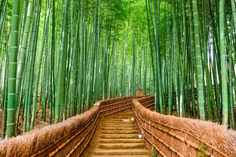 Bamboo Staircase Wall Mural