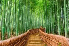 Bamboo Staircase Wall Mural