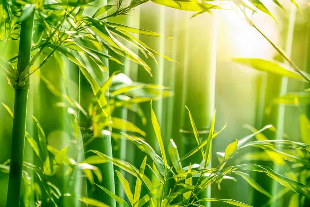 Bamboo Sunrise Wall Mural