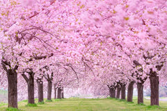 Blooming Blossoms Wall Mural