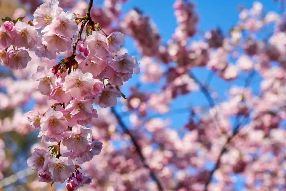 Cherry Blossoms Wall Mural