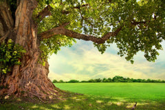 Climbing Tree Wall Mural