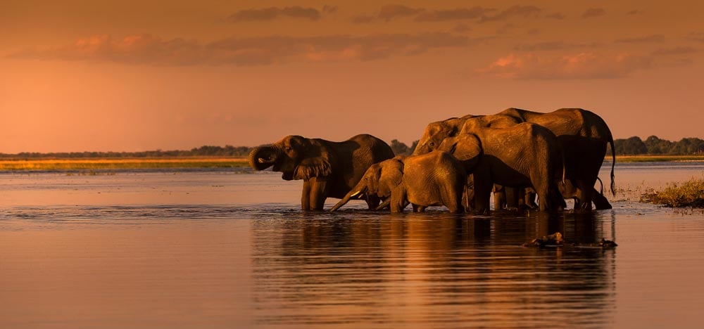 Elephant Herd Wall Mural
