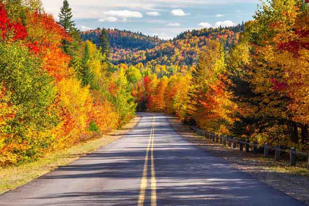 Fall Colors Wall Mural