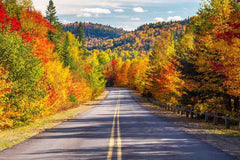 Fall Colors Wall Mural