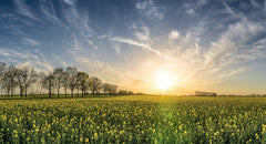 Field of Flowers Wall Mural