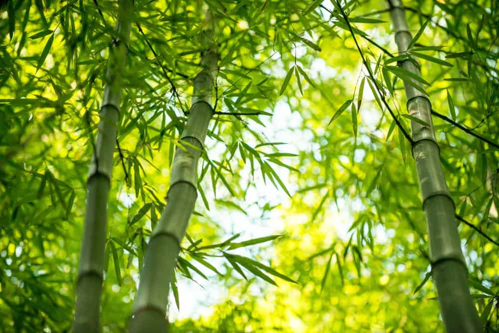 Grassy Bamboo Wall Mural