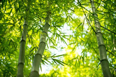 Grassy Bamboo Wall Mural