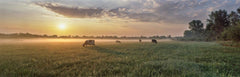 Grazing Cows Wall Mural