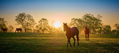 Horses in Meadow Wall Mural