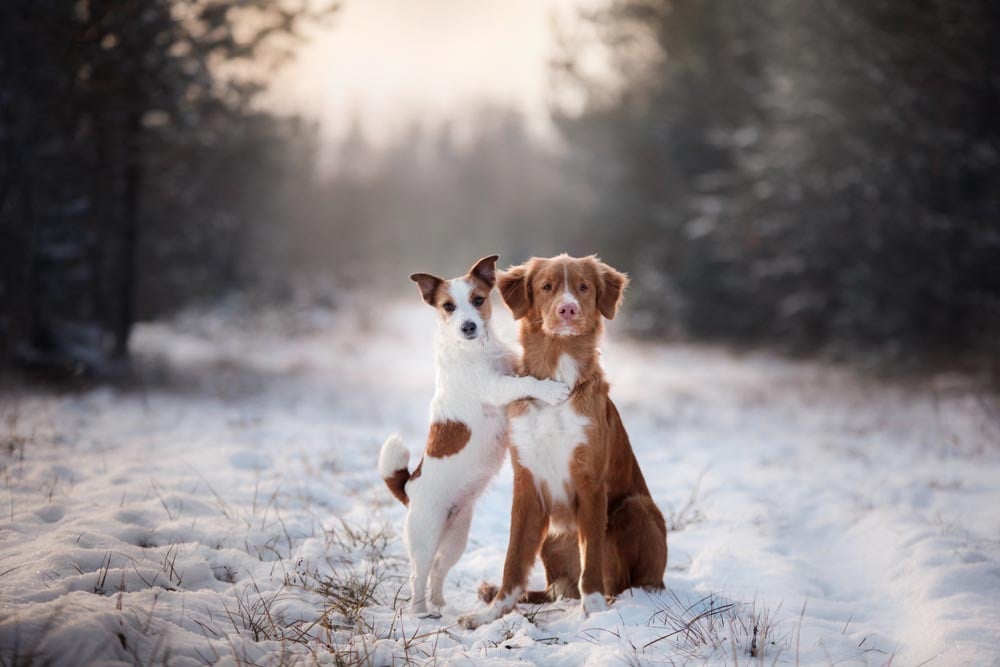 Hugging Dogs Wall Mural