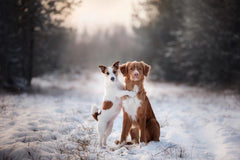 Hugging Dogs Wall Mural