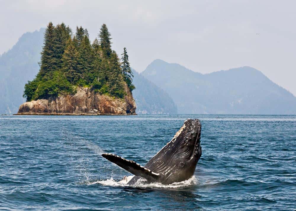 Humpback Whale Wall Mural