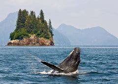 Humpback Whale Wall Mural