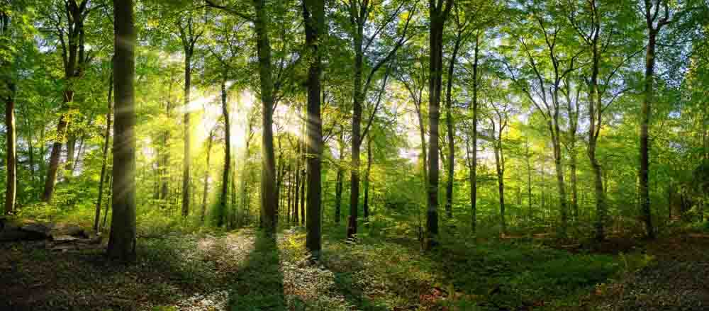 Isolated Forest Wall Mural