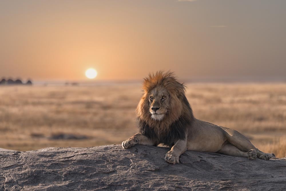 Lounging Lion Wall Mural