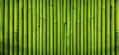 Nighttime Bamboo Wall Mural