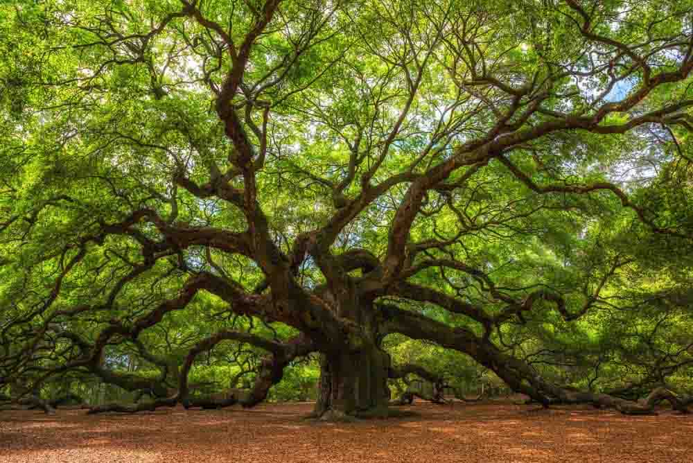 Oak Tree Wall Mural