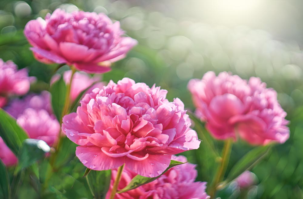 Pink Peonies Wall Mural