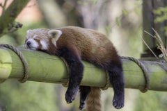 Red Panda Wall Mural