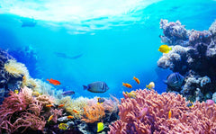 Reef Wildlife Wall Mural