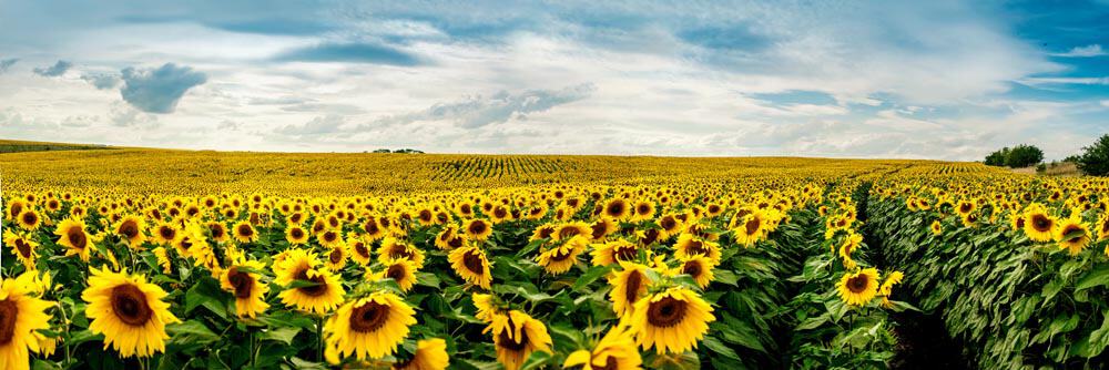Sunflower Wall Mural