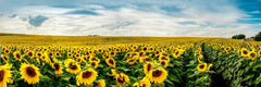 Sunflower Wall Mural
