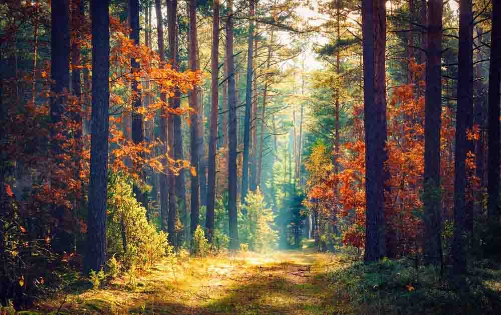 Sunny Forest Wall Mural