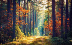 Sunny Forest Wall Mural