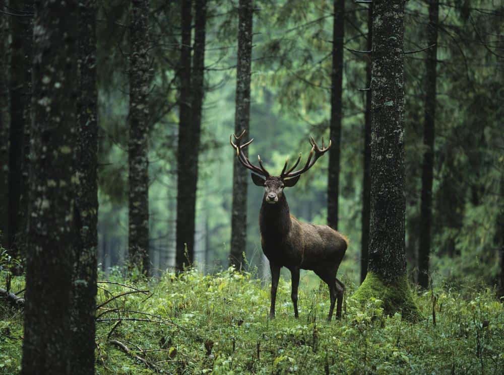 Trophy Buck Wall Mural