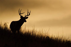 White-tailed Deer Wall Mural