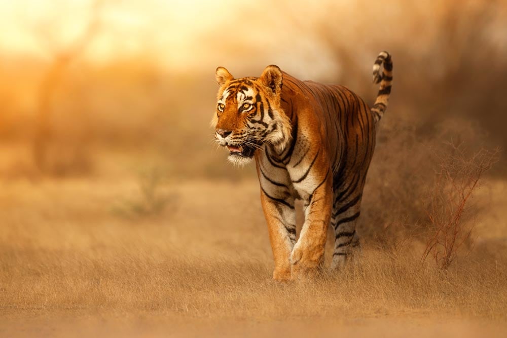 Wild Tiger Wall Mural