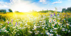 Wildflowers Wall Mural